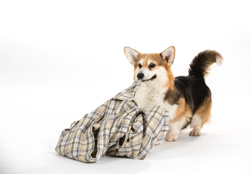 Funny Dog Picture, Corgi Dog Pulling A Blanket. Isolated On White, Dog Looking Funny. Copy Space.