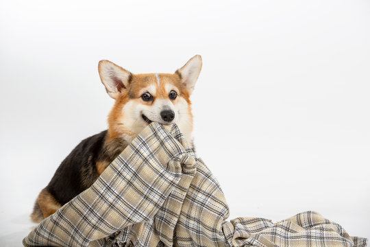 Funny Dog Picture, Corgi Dog Pulling A Blanket. Isolated On White, Dog Looking Funny. Copy Space.