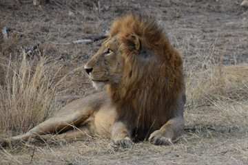 male lion in zoo