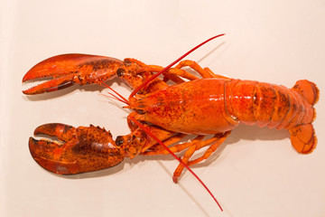 One Big Lobster