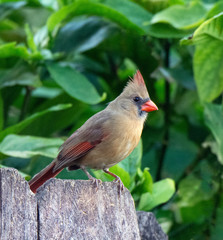 Female northern cardinal with buff brown feathers and tinges of red on crest and wings and large red beak is standing on a brown wood fence against a background of green leaves.