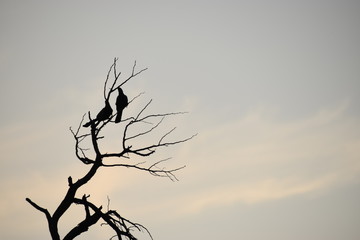 silhouette of a tree