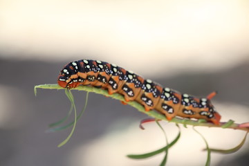 Wolfsmilchschwärmer