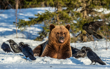 Obraz premium Brown Bear and ravens on a snow-covered swamp in the winter forest. Sunset light. Eurasian brown bear, Scientific name: Ursus arctos arctos. Natural habitat.