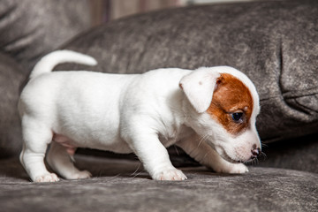 The puppy of breed Jack Russell Terrier