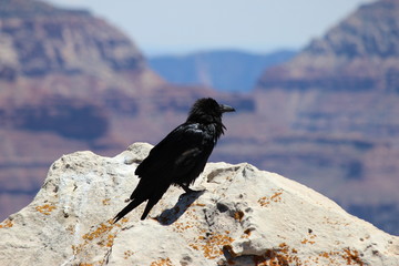 Raven in the Grand Canyon Arizona - American Desert