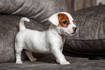 The puppy of breed Jack Russell Terrier