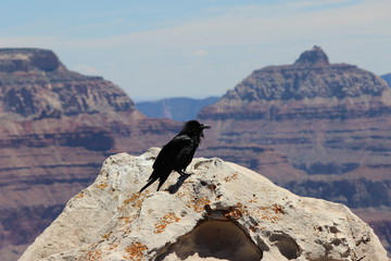 Raven in the Grand Canyon Arizona - American Desert