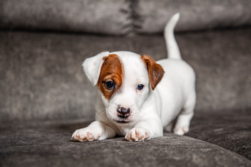 The puppy of breed Jack Russell Terrier