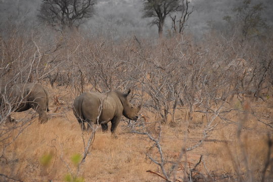 herd of elephants