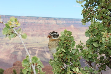 Bird in the Grand Canyon Arizona - American Desert