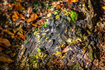Stump in the autumn forest