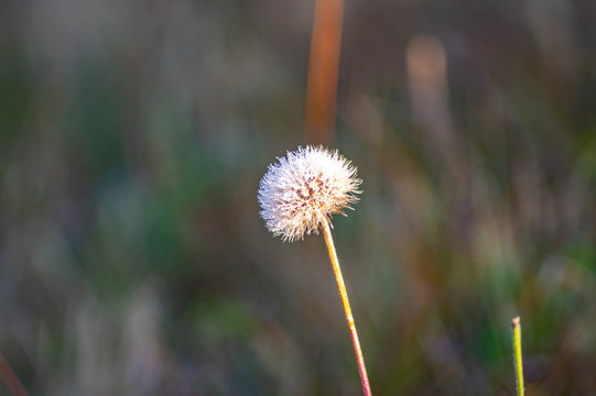 Dandelion in the dew close-up