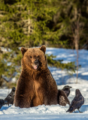 Obraz premium Brown Bear and ravens on a snow-covered swamp in the winter forest. Sunset light. Eurasian brown bear, Scientific name: Ursus arctos arctos. Natural habitat.