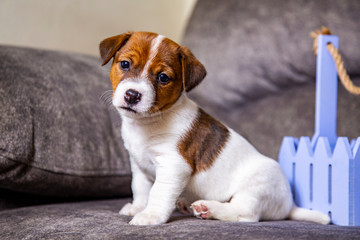 The puppy of breed Jack Russell Terrier
