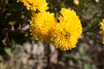 Yellow fluffy flowers in autumn garden