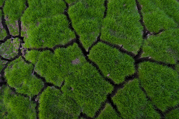 Green grass grow on cracked soil background texture. Element of design