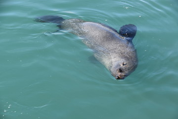 Obraz premium seal in water