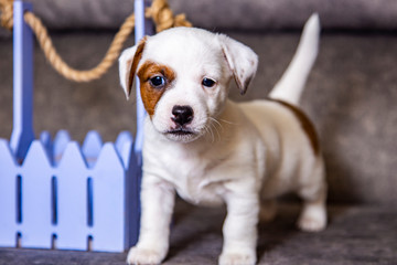 The puppy of breed Jack Russell Terrier
