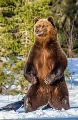 Brown bear standing on his hind legs on the snow in the winter forest at sunset. Scientific name:...