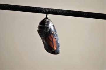 monarch chrysalis in the opaque pupal stage