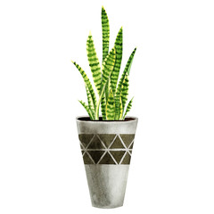 Watercolor houseplants isolated on white background. Best for scrapbooking, interior sketching, wallpaper, prints, fabric design, textile, posters. Hand painted illustration. Trendy greenery