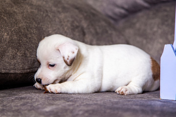 Fototapeta na wymiar The puppy of breed Jack Russell Terrier