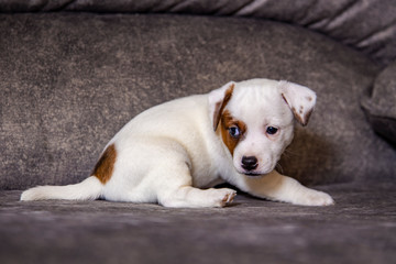 Obraz premium The puppy of breed Jack Russell Terrier