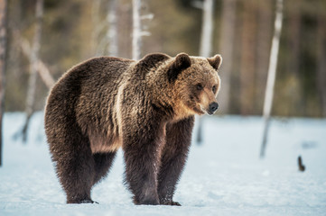Obraz premium Wild adult Brown bear in the snow in winter forest. Adult Big Brown Bear Male. Scientific name: Ursus arctos. Natural habitat. Winter season