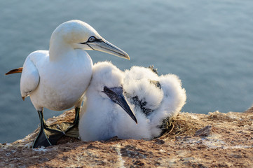 northern gannet (Morus bassanus) with a chick in fluffy feathers, the seabirds live on the rocks of...