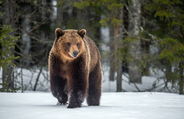Obraz premium Wild adult Brown bear walking in the snow in winter forest. Scientific name: Ursus arctos. Natural habitat. Winter season