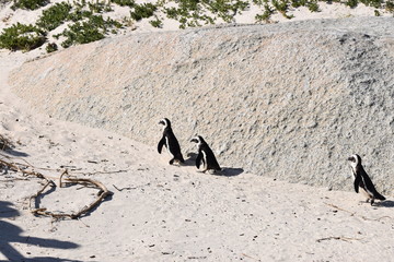 penguins on the beach