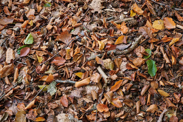 Waldboden im Herbst mit Holzstücken, Zweigen, Herbstlaub und Kiefernzapfen