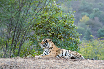 Wild male bengal tiger Fateh or T42 resting in green background during evening safari at ranthambore national park, rajasthan, india. He is very huge and biggest male tiger of park - panthera tigris