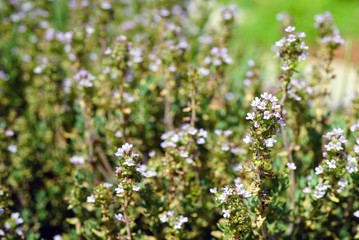 Purple flowers of thyme plant growing in the herb garden