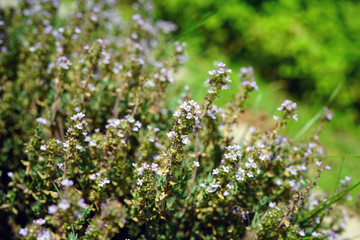 Purple flowers of thyme plant growing in the herb garden