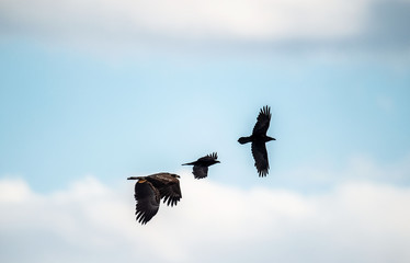 Raven and White tailed eagle in flight. Scientific name: Haliaeetus albicilla, also known as the ern, erne, gray eagle, Eurasian sea eagle and white-tailed sea-eagle. Eagle having an issue with raven