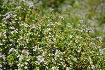 Purple flowers of thyme plant growing in the herb garden