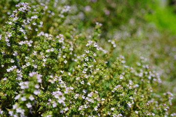 Purple flowers of thyme plant growing in the herb garden