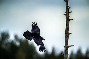 Silhouette of a flying Raven against the sky.