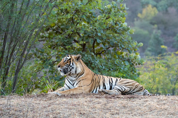 Naklejka na ściany i meble Wild male bengal tiger Fateh or T42 resting in green background during evening safari at ranthambore national park, rajasthan, india. He is very huge and biggest male tiger of park - panthera tigris