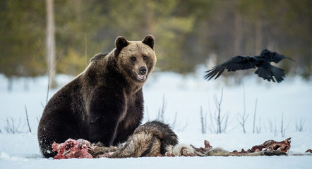 Brown bear awoke from hibernation, eats the moose's corpse. A brown bear in the forest. Adult Big...