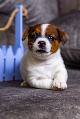 The puppy of breed Jack Russell Terrier
