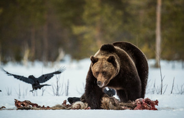 Brown bear awoke from hibernation, eats the moose's corpse. A brown bear in the forest. Adult Big...