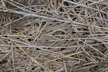 dry cane texture, autumn fall, leaves texture