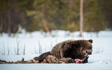 Brown bear awoke from hibernation, eats the moose's corpse. A brown bear in the forest. Adult Big...