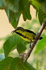 Olive-backed sunbird or yellow-bellied sunbird or Cinnyris jugularis bird portrait in green background. A frequent visitor bird at my home garden in backyard, jaipur, india