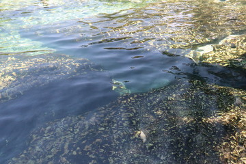 Florida Springs Clear Water