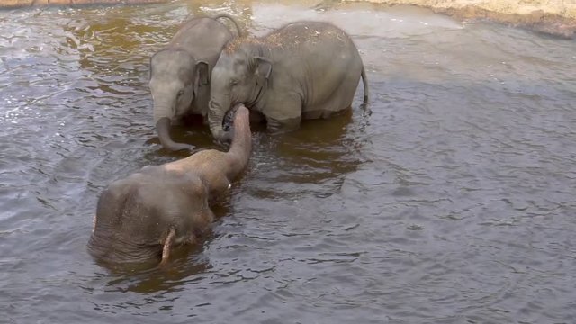 Asian elephant mother bathing with her kids and spraying water, Elephants in the water, Endangered animal specie from Asia
