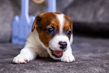 The puppy of breed Jack Russell Terrier